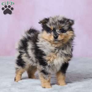 Banjo, Pomeranian Puppy